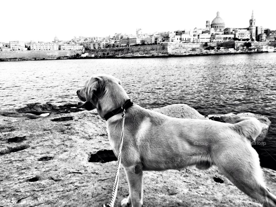 Photo of a dog near the sea river in black and white with a city view