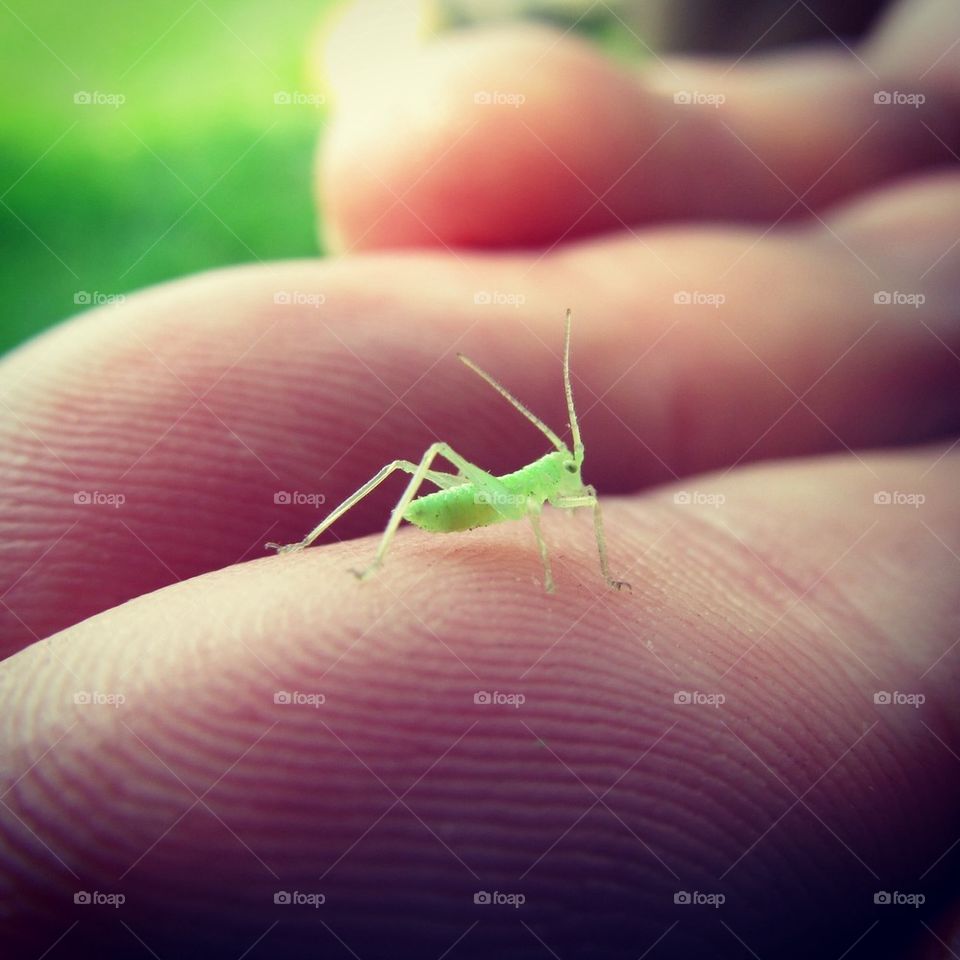 The littlest grasshopper