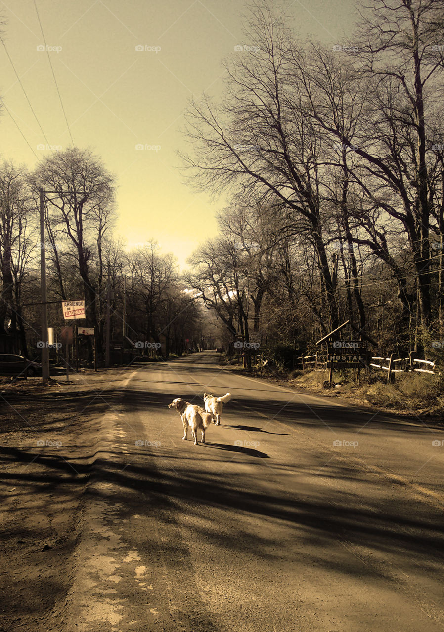 Dogs in road