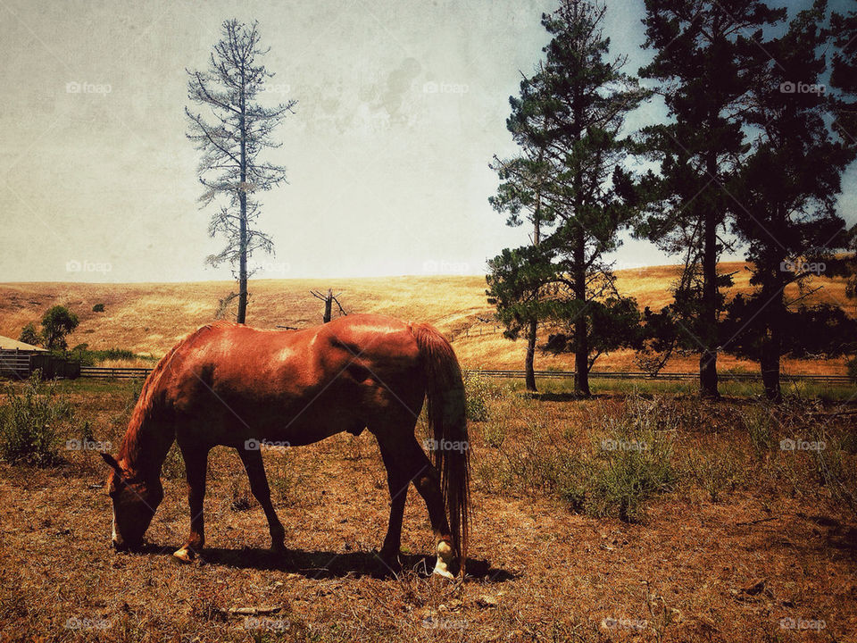 Horse grazing in a California pasture