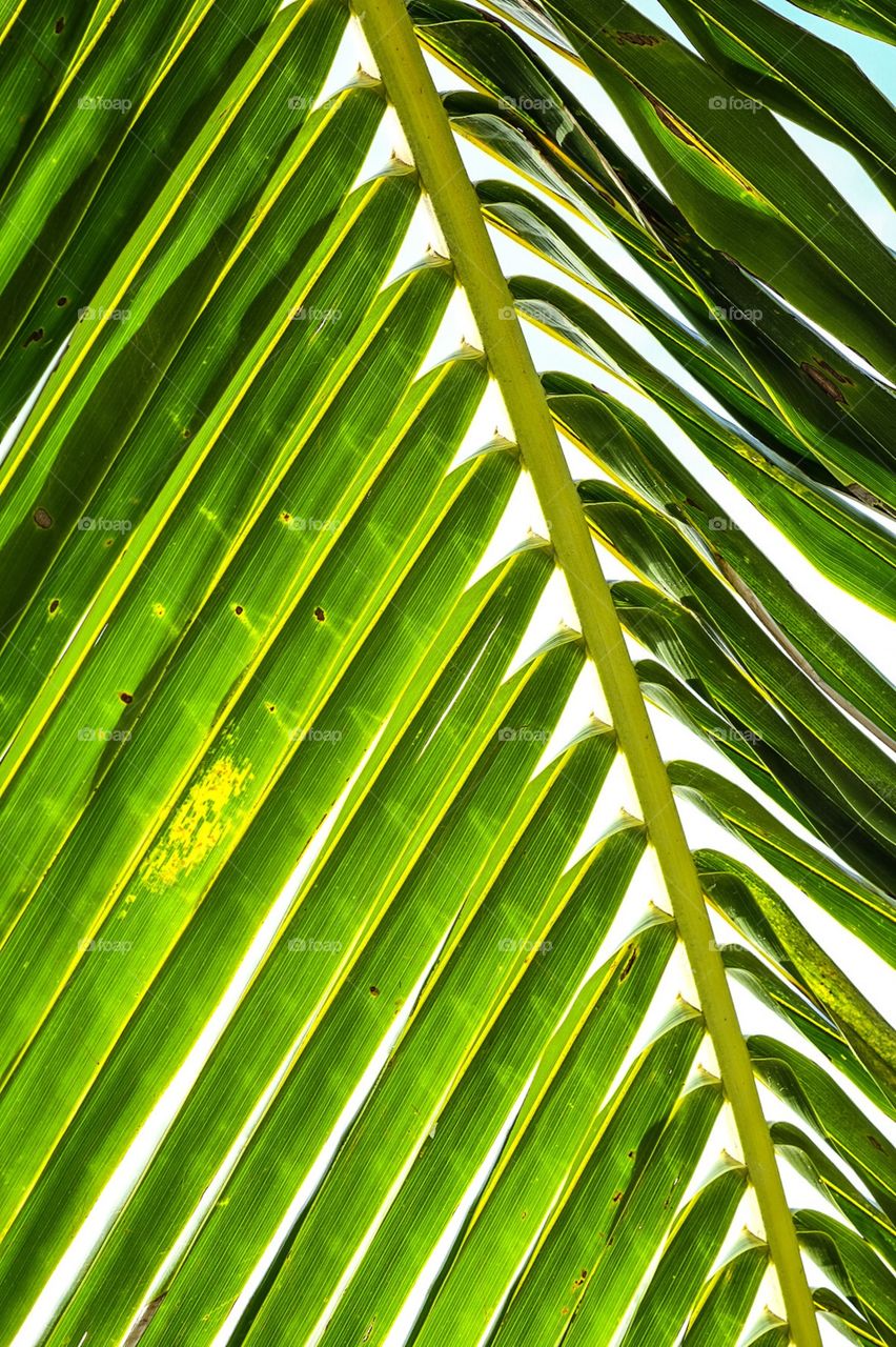 Palm Tree Fronds Taken In Puerto Rico 