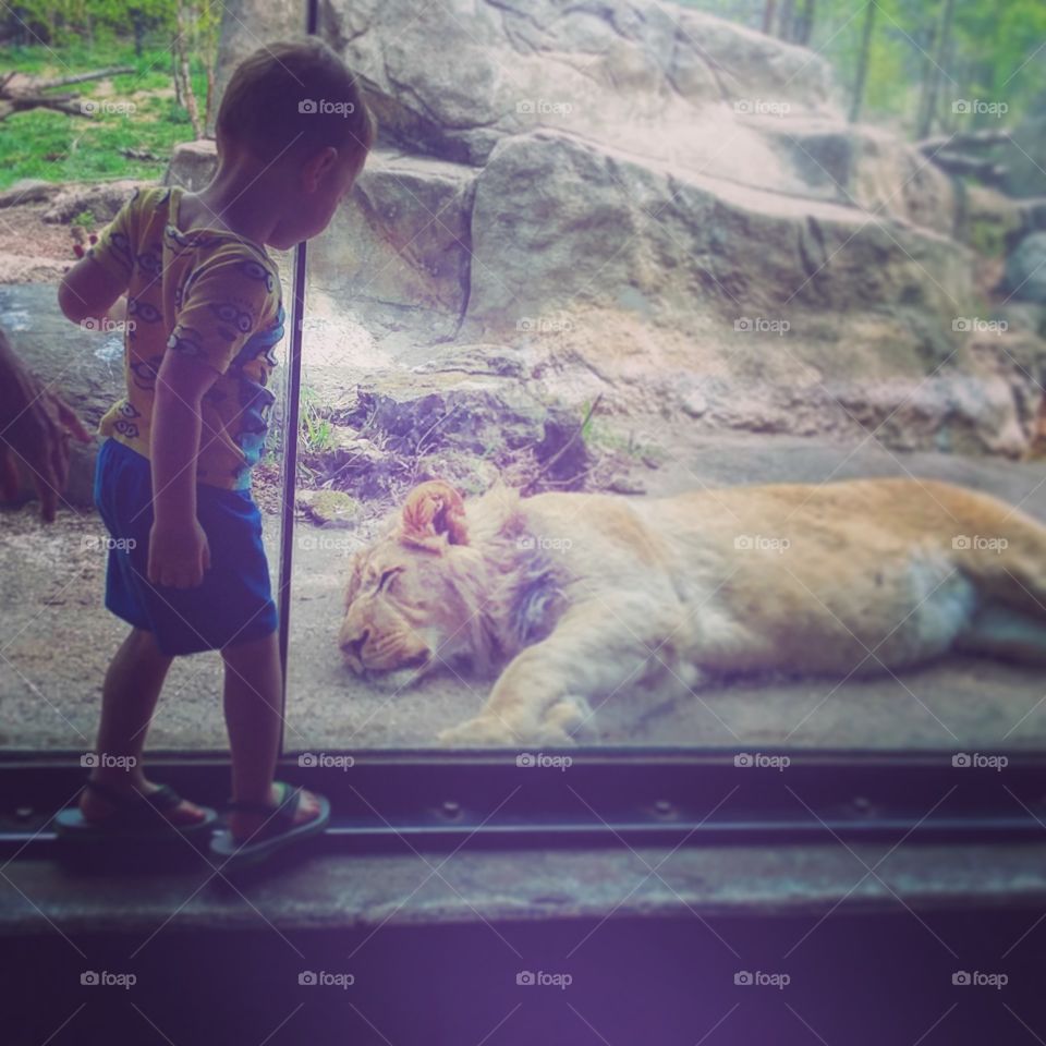 boy with lion at zoo