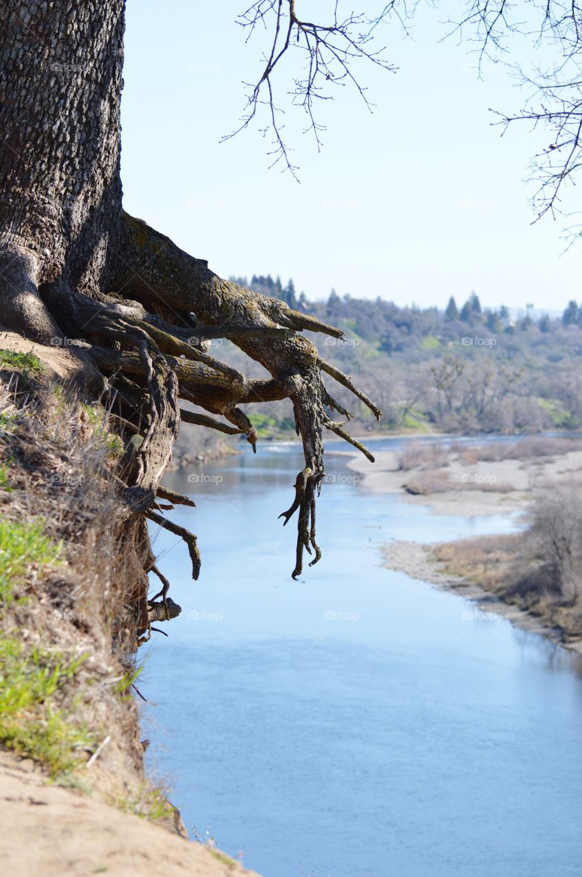 tree growing over the edge above a rushing River