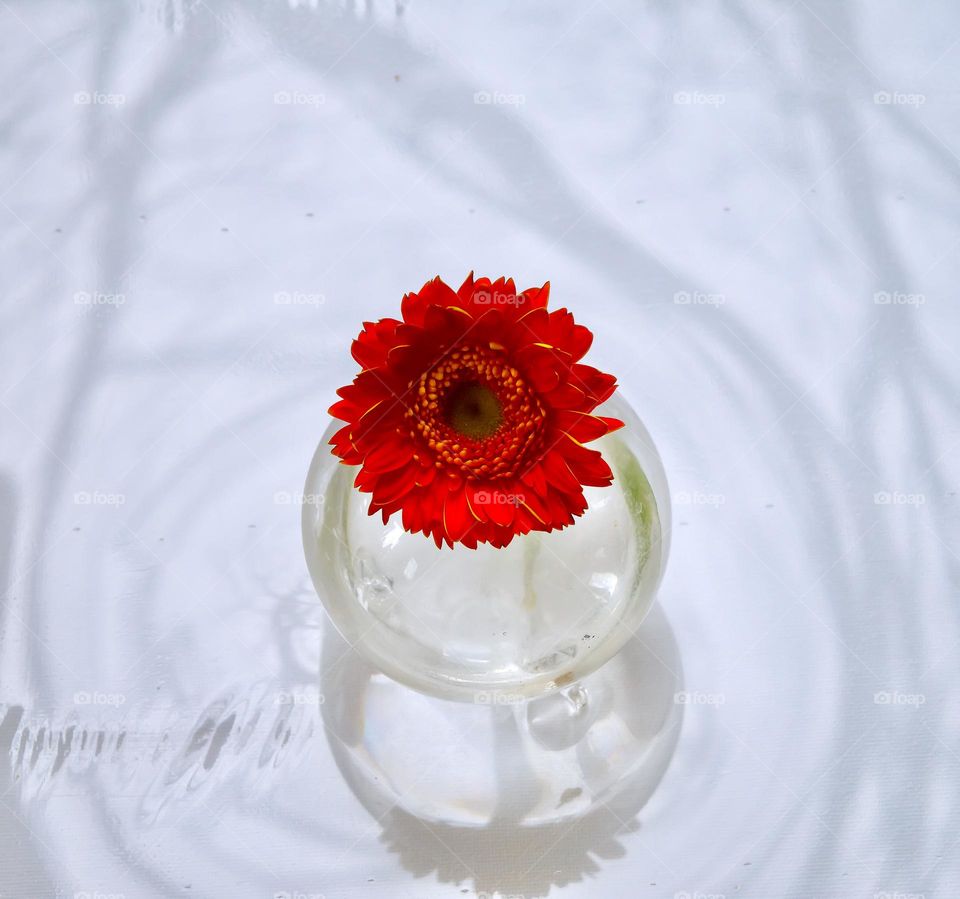 Single red Gerbera flower in a clear vase.