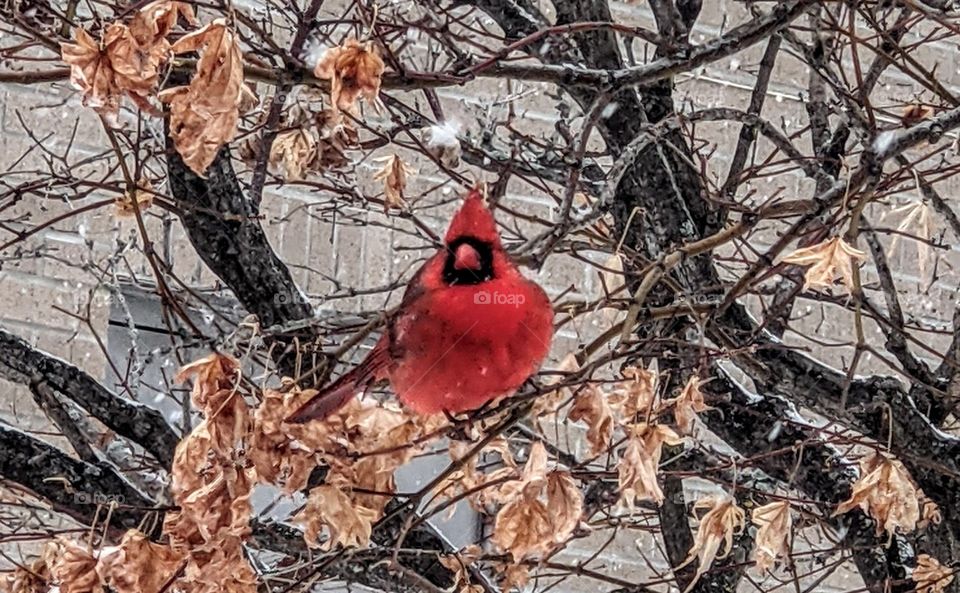 cardinal in a tree