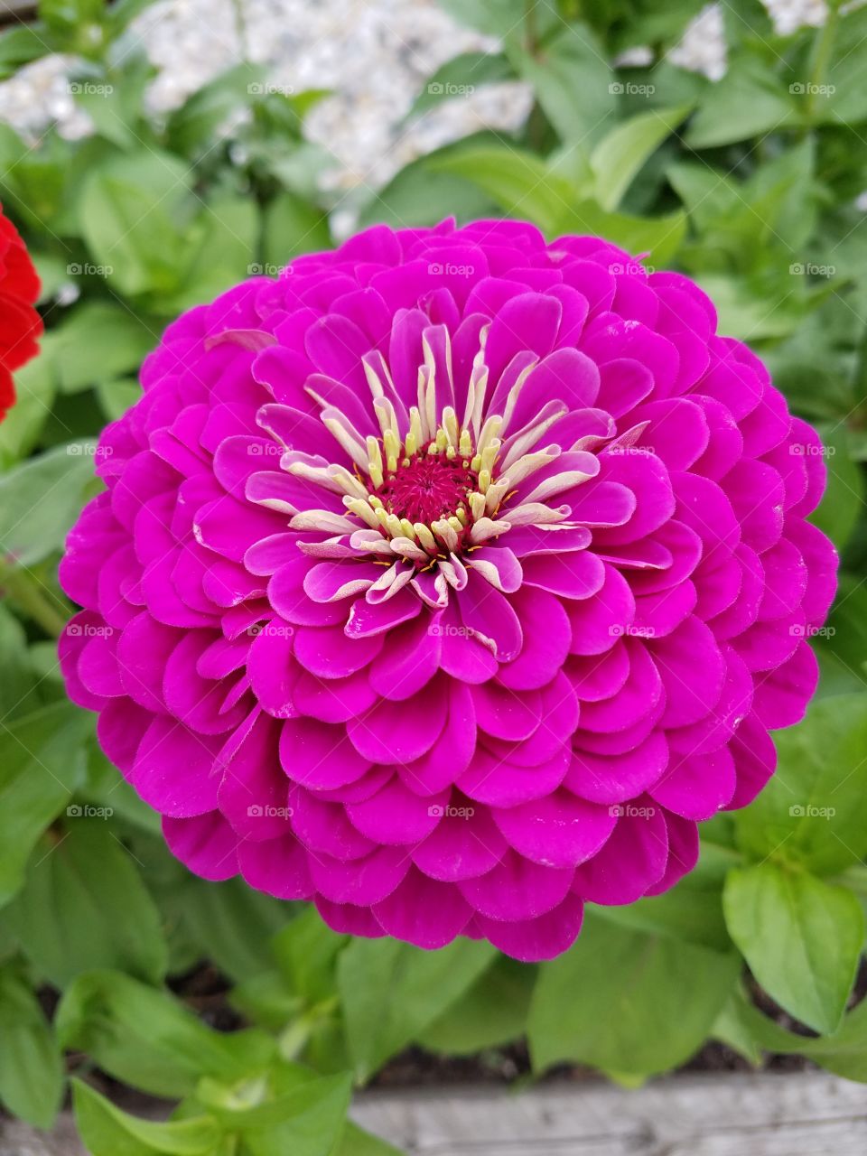 Purple Zinnia blooming in the garden