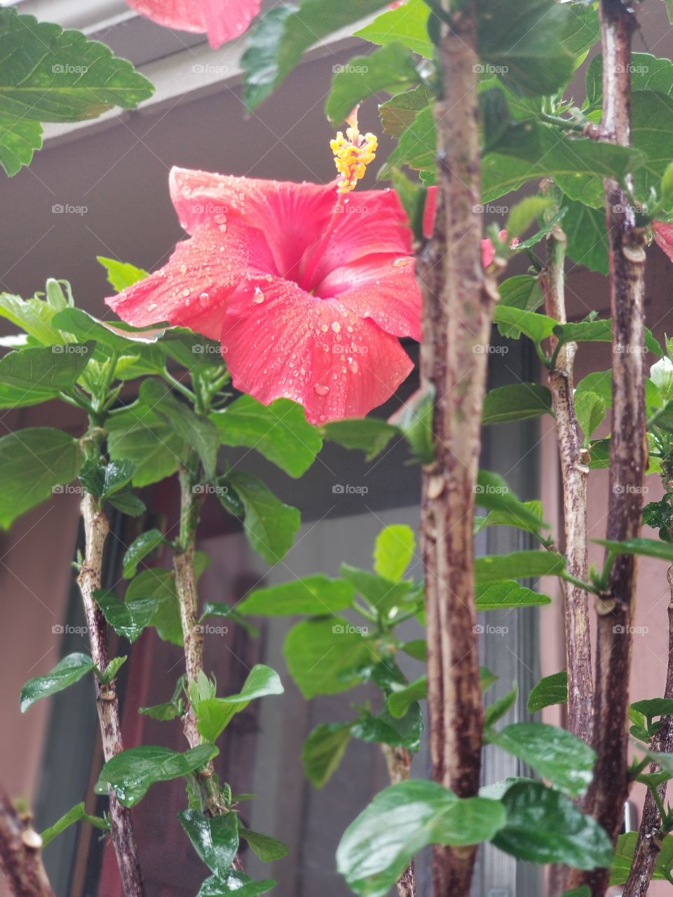 Raindrops on Hibiscus