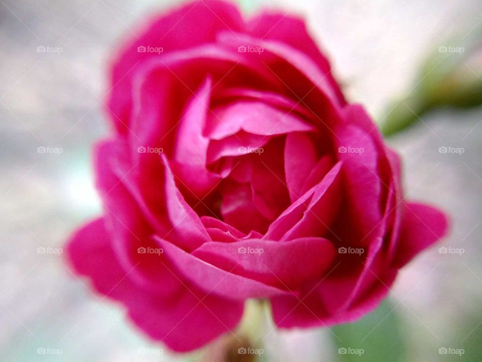 Macro image of tiny Rose