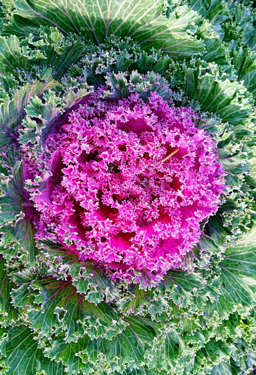 Ornamental cabbage