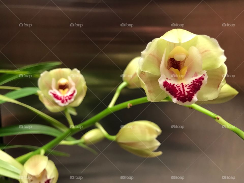 Orchids