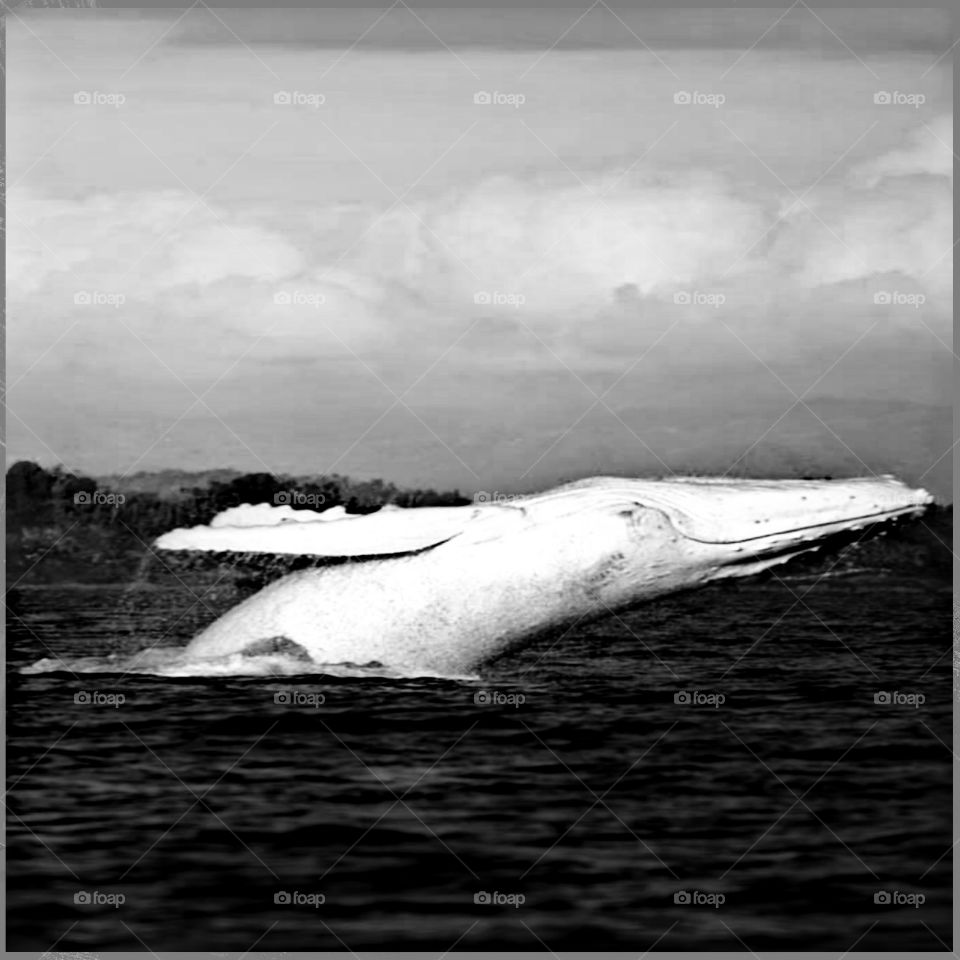 white while freestyle