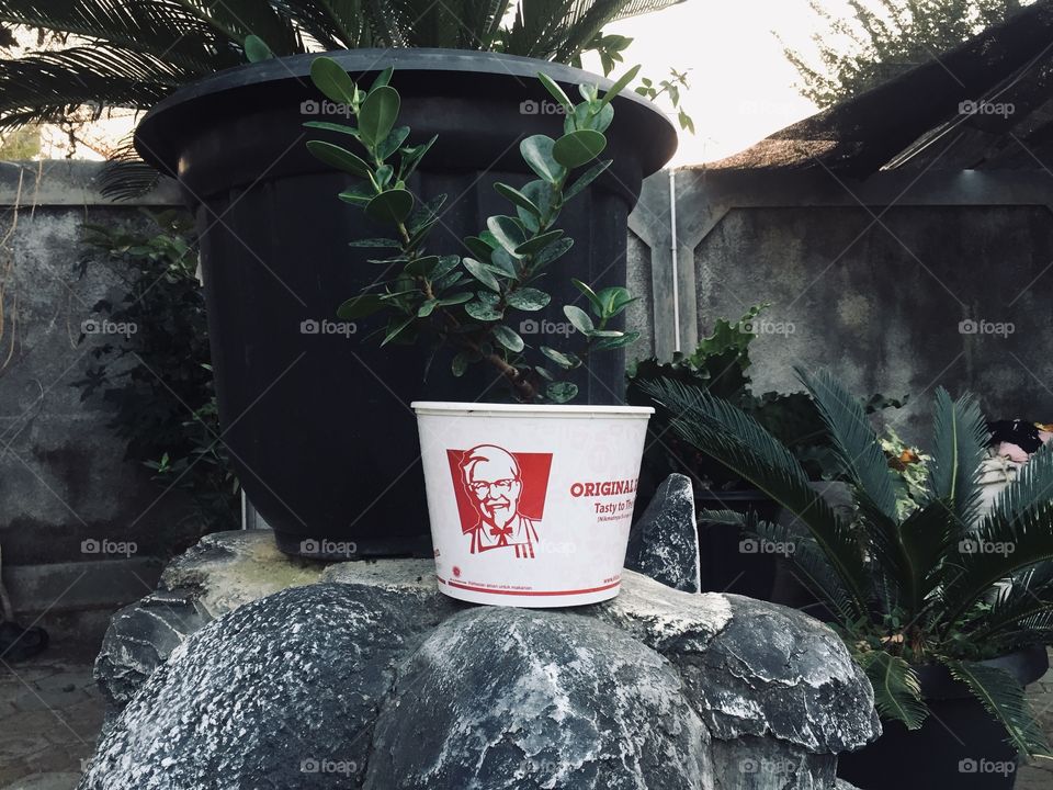 flowerpot using a used container from KFC