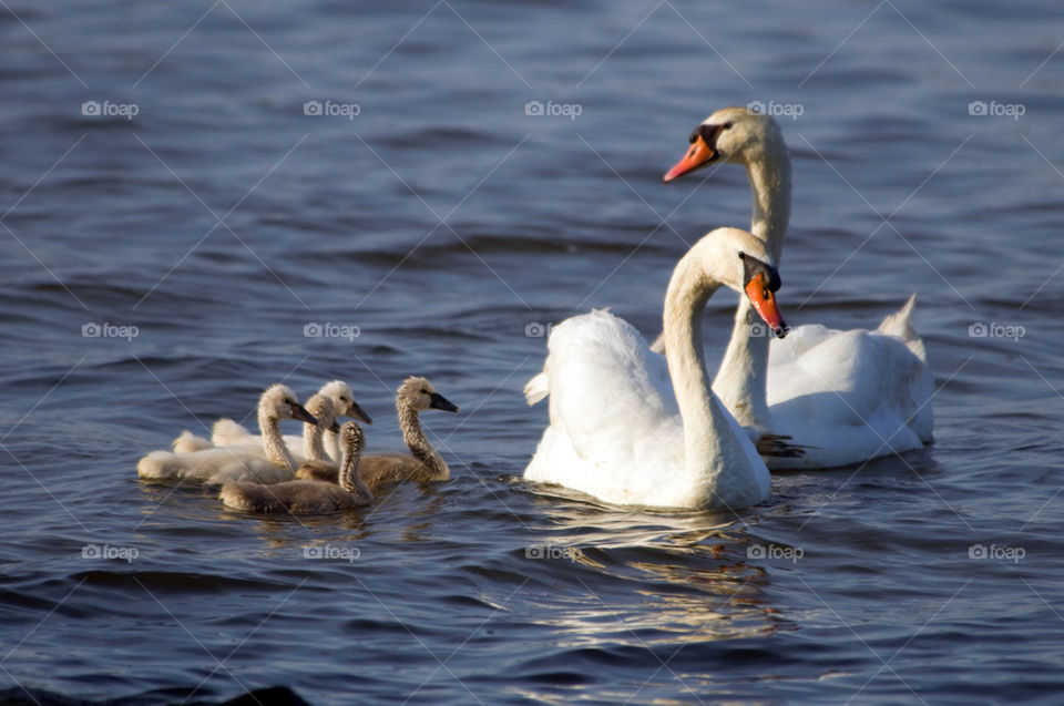 Mute Swan Family