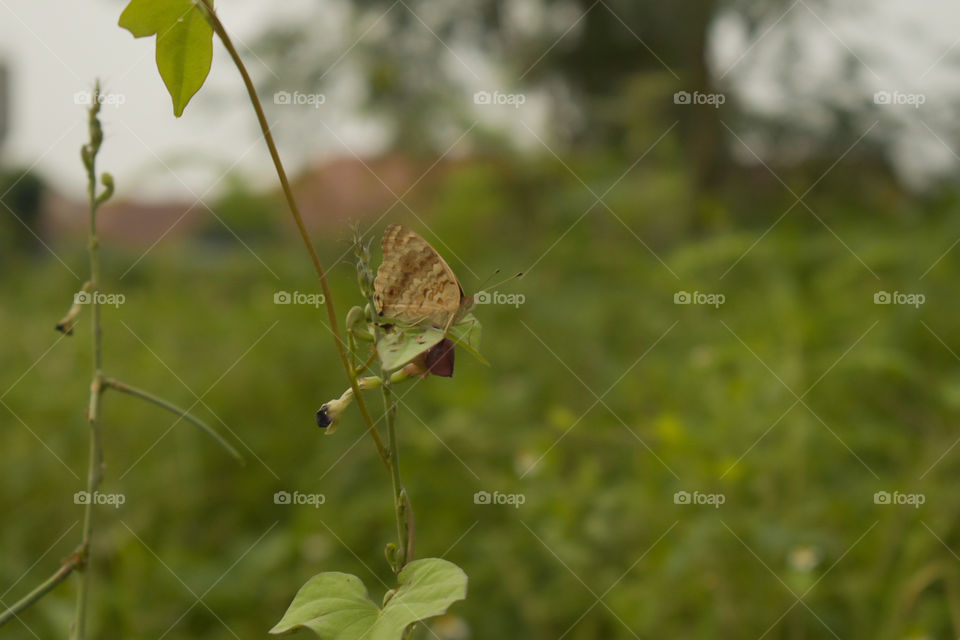 butterfly