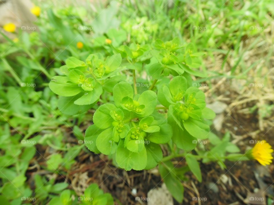 Green Flower on Spring