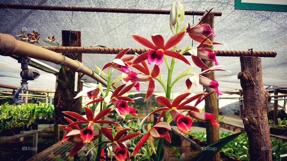 Como sabemos tudo é mais bonito todos os dias nunca as coisas são iguais cada flor é diferente em cada dia as plantas para nós nos representam muito.