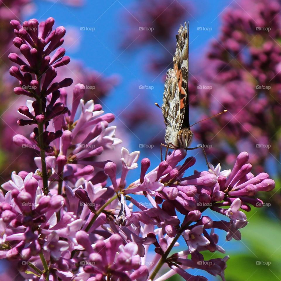 butterfly and lilacs on a beautiful summer day under blue skies