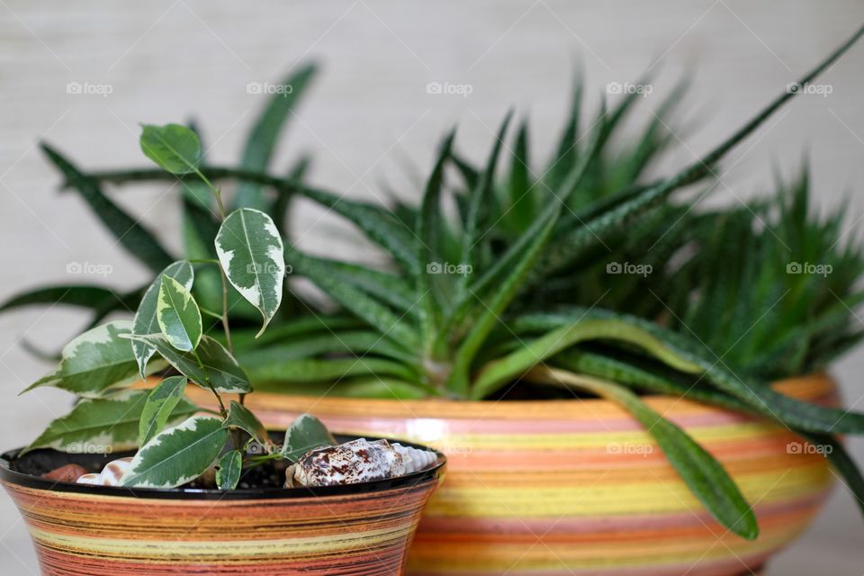 View of potted plant