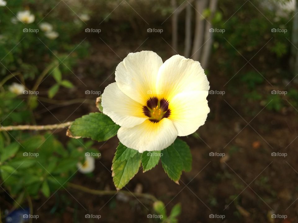 White and yellow flower