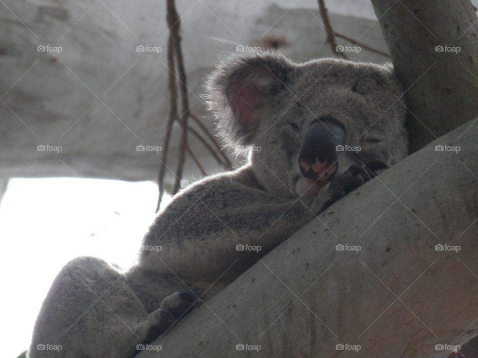 Koala