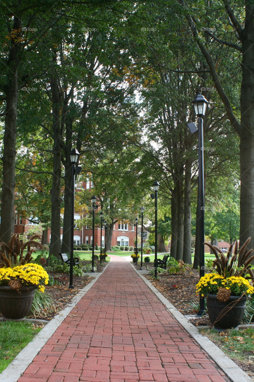 Peaceful Pathway 