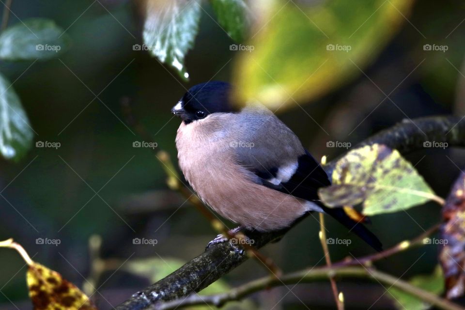 bullfinch