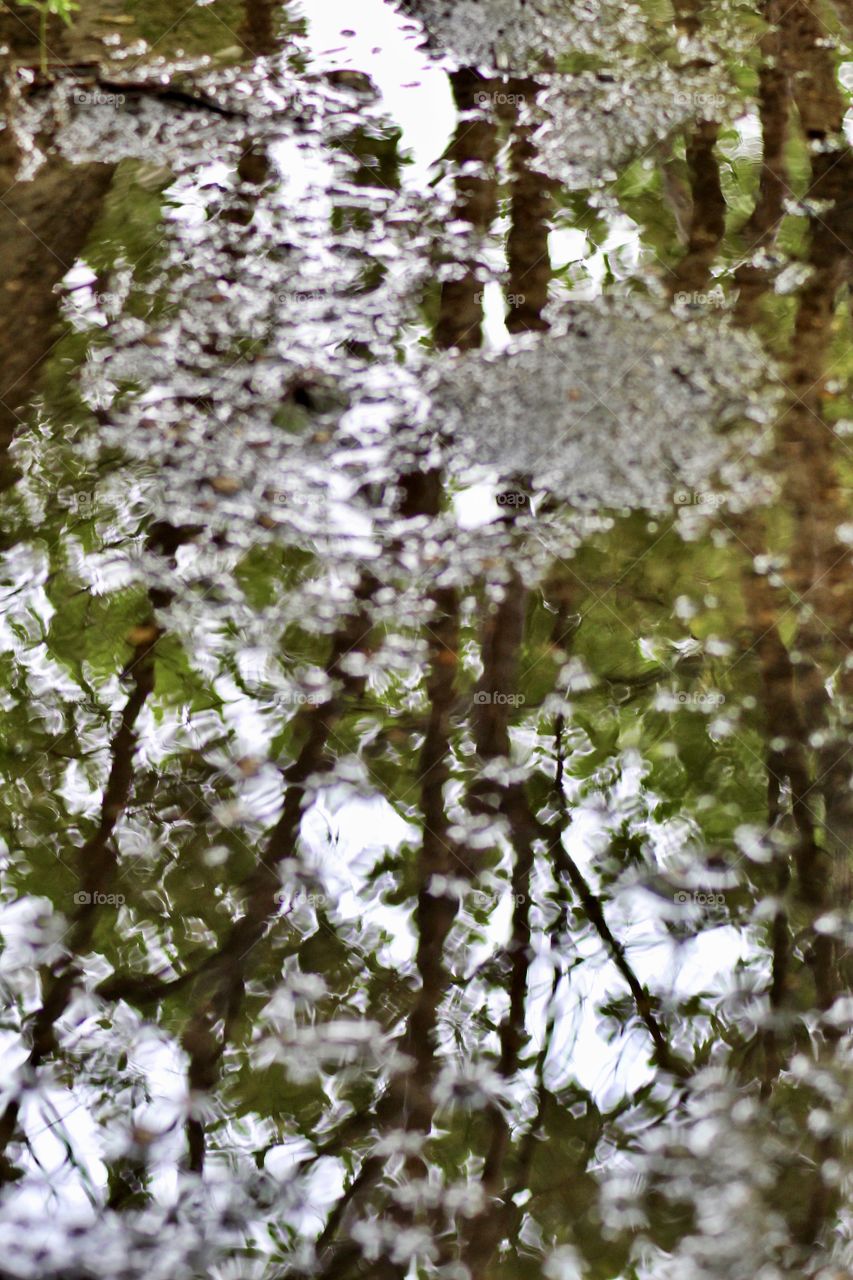 Water puddle reflection of trees and limbs