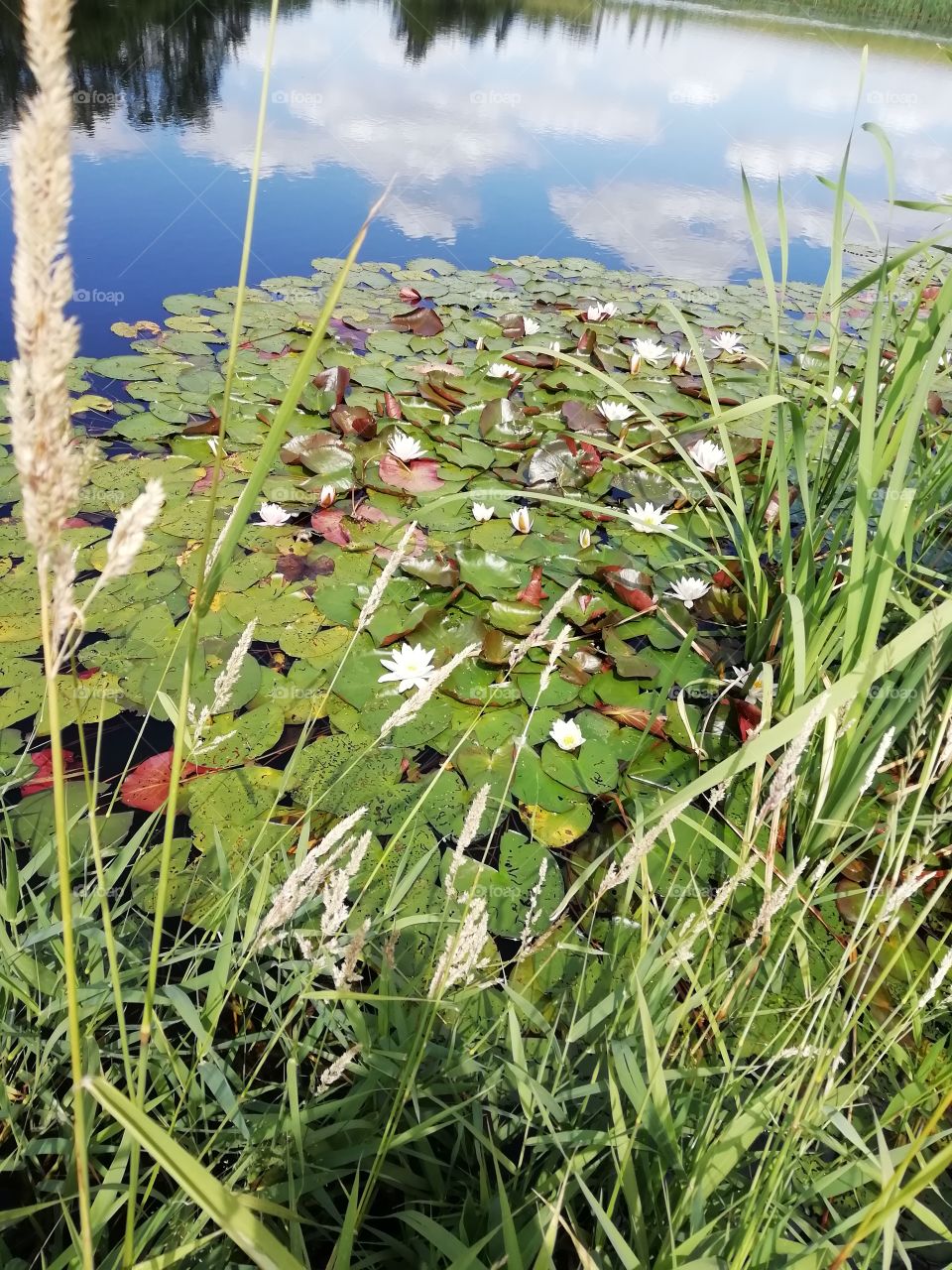 Beautiful summer water lilies