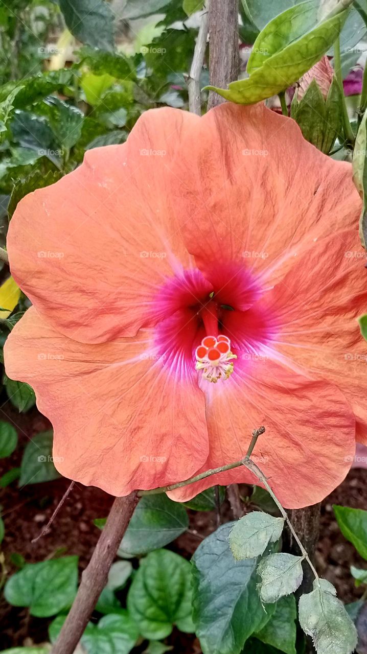 so pretty, beautiful and nice looking flower of hibiscus beautiful orange colour and middle nice red colour combination flower looks good and attractive