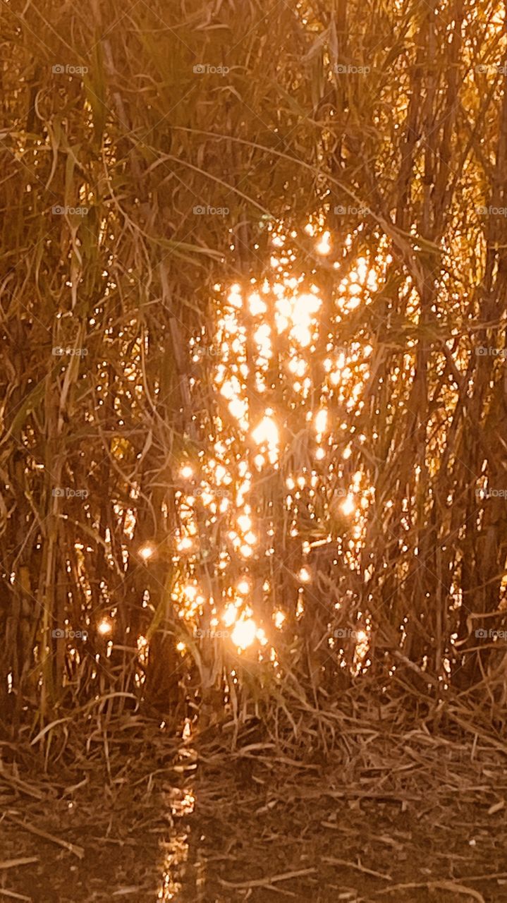 Cat Tail Reeds Grass  Sunbeams piercing cracks in the Grass mimics like shiny Diamonds, sparkling with reflections coming through sparking dust Rays on backside. 