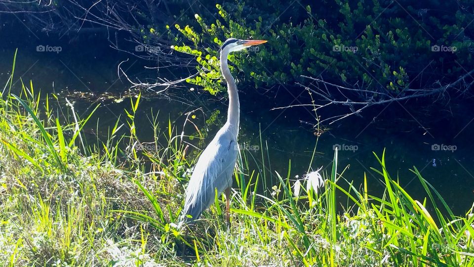 The Egret  of Everglades