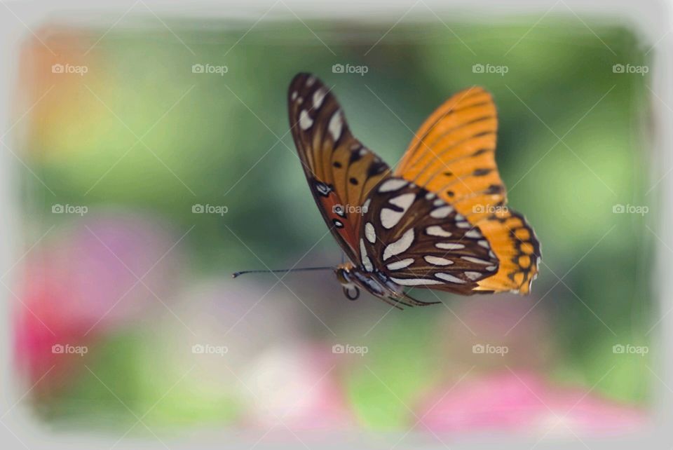 Butterfly . Butterfly House, Toledo Zoological Gardens, Toledo OH