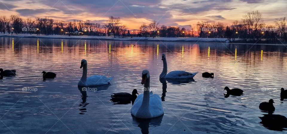 Swans and ducks swimming in lake during cold winter sunset while snow in covering beach
