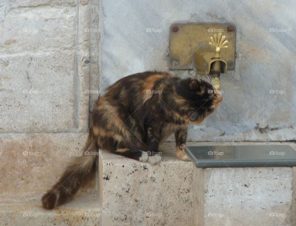 drinking cat in Athens