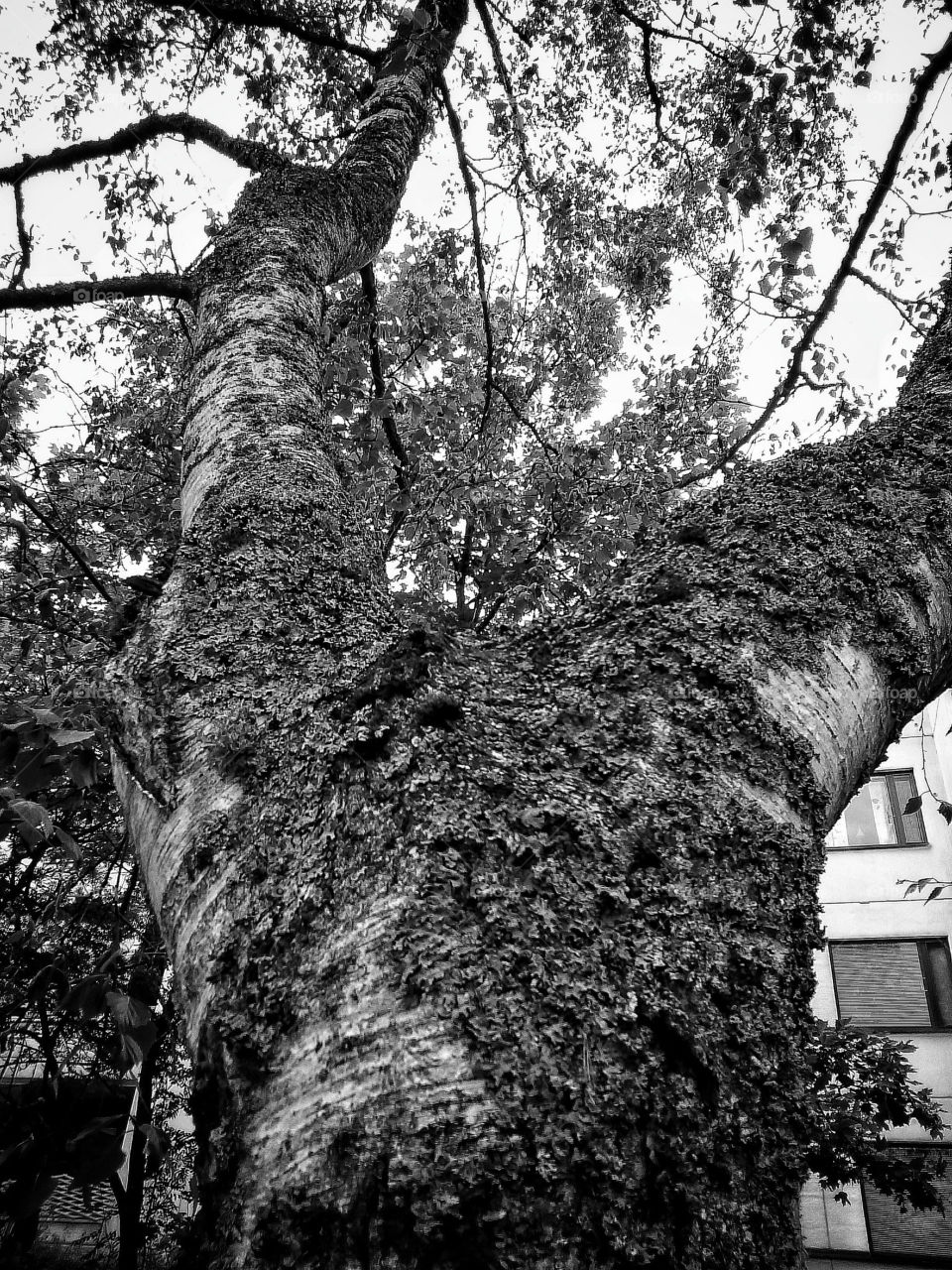 Tree & Moss - B&W Version.

Captured with Sony Xperia Z Ultra and developed in Snapseed.