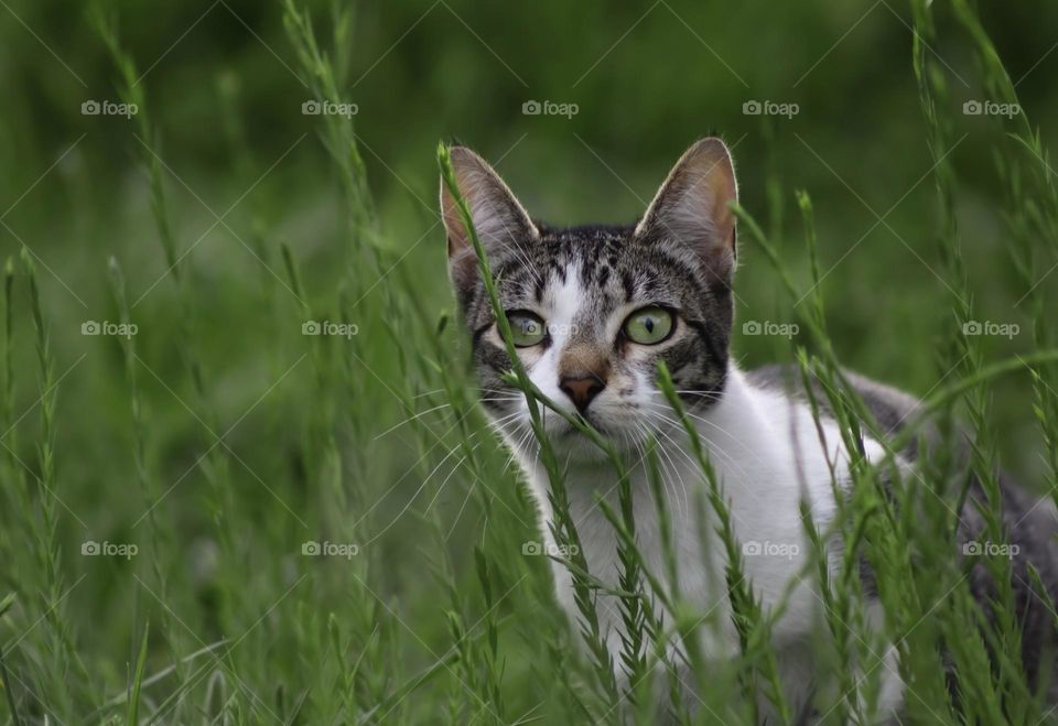 Young tabby cat with green eyes stalking in the long grass