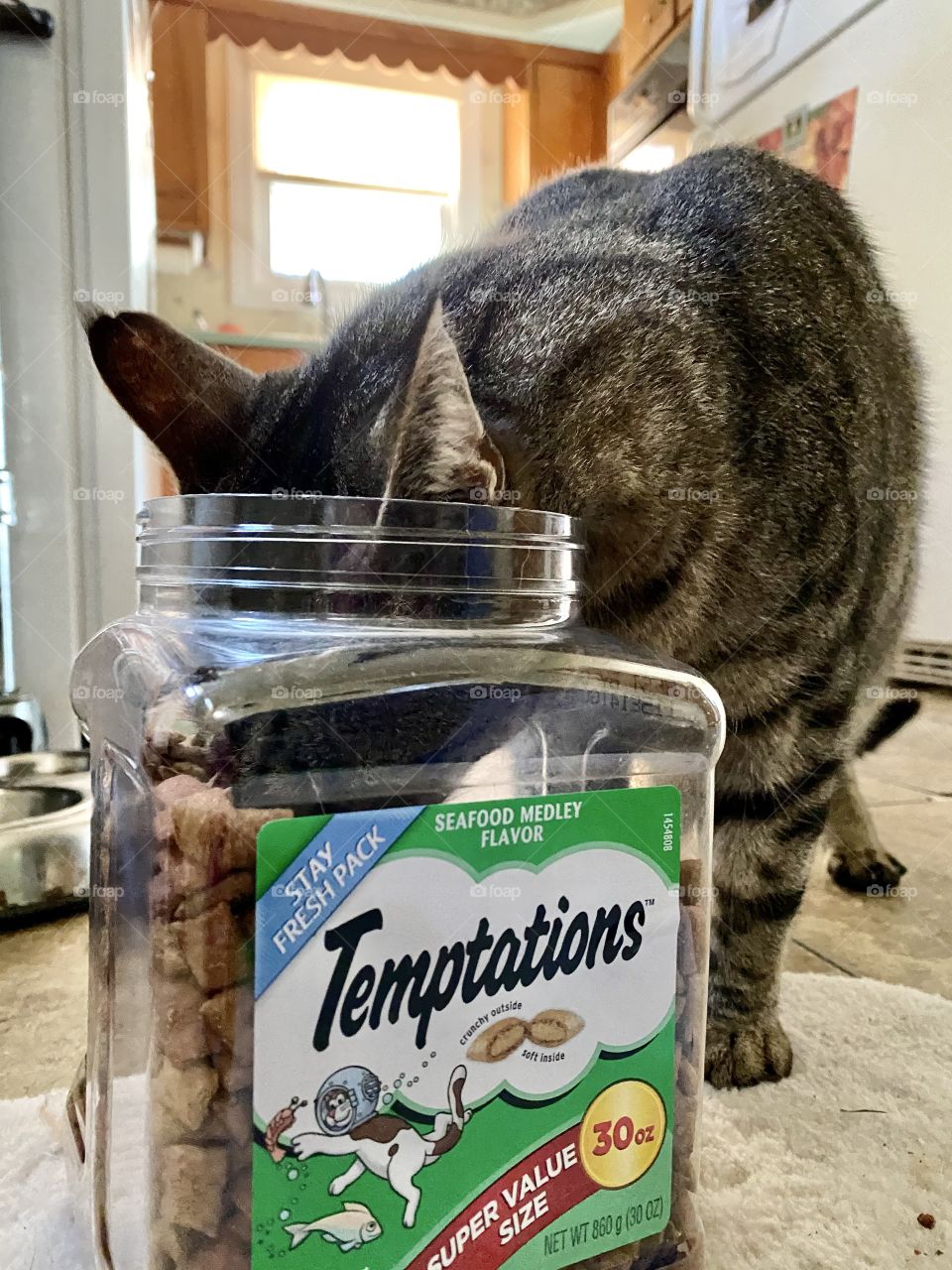 A tabby cat with its head in a jar of temptations cat treats