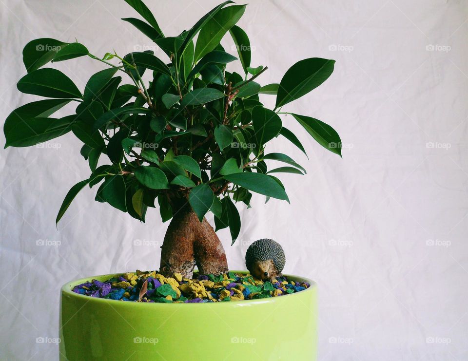 ficus