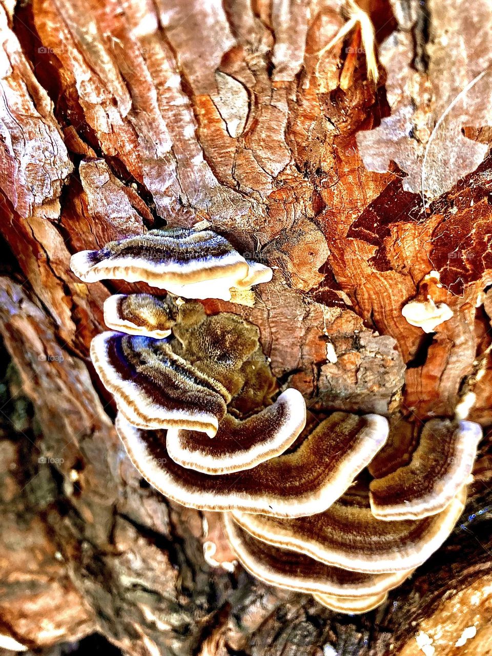 Shelf mushrooms on tree stump