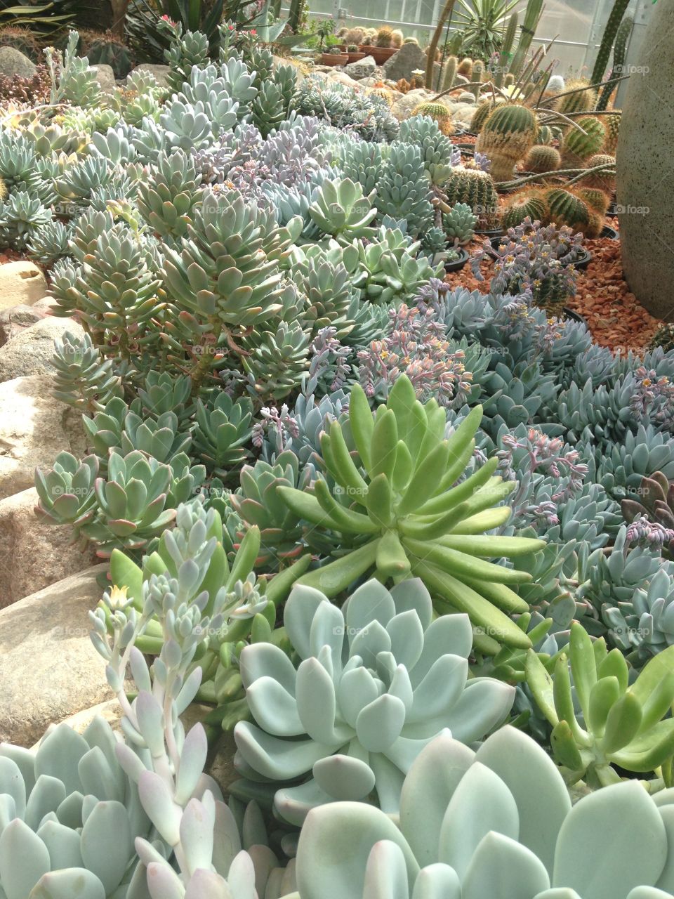 Cactus garden 