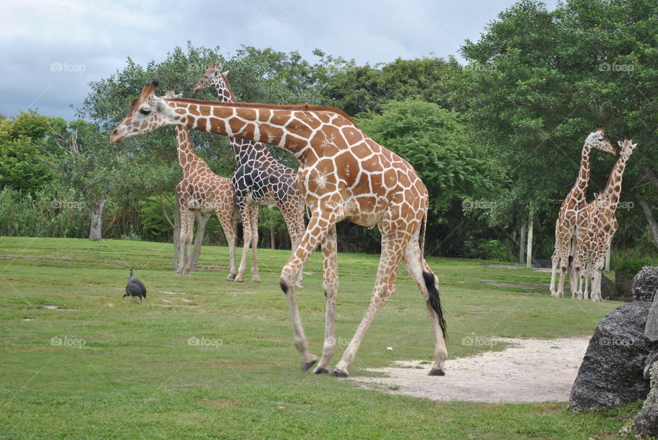 A few giraffes at the zoo