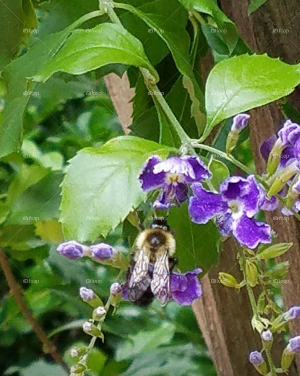 Springtime in the Garden Bee Flowers