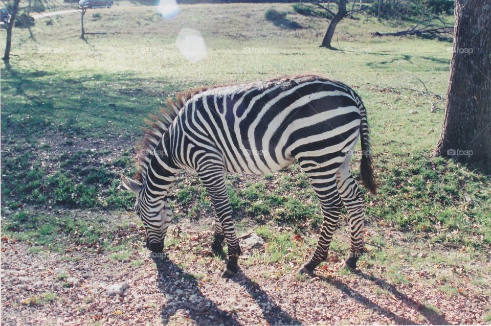 Zebra Fossil Rim Preserve Texas