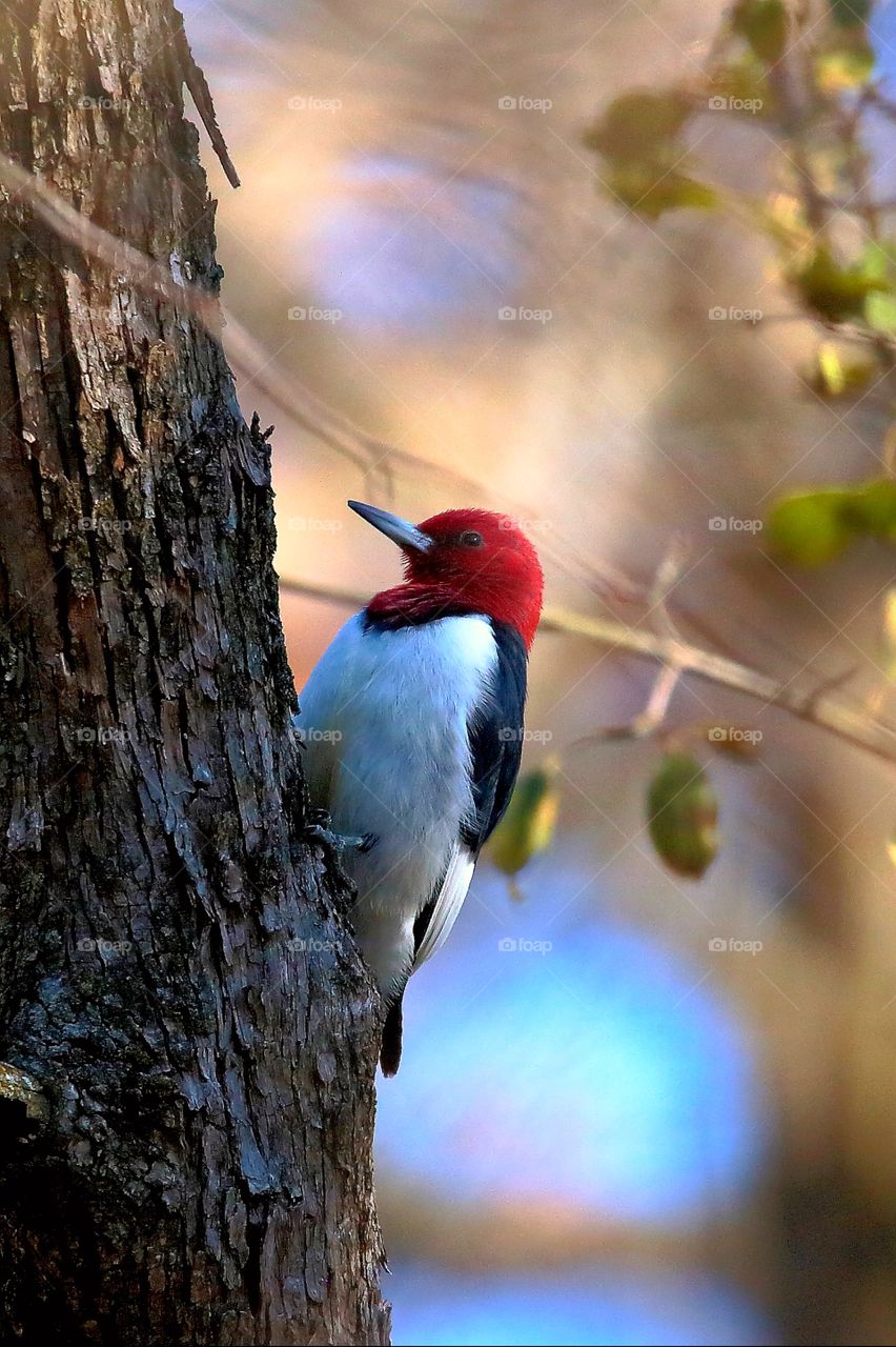 red-headed  woodpecker