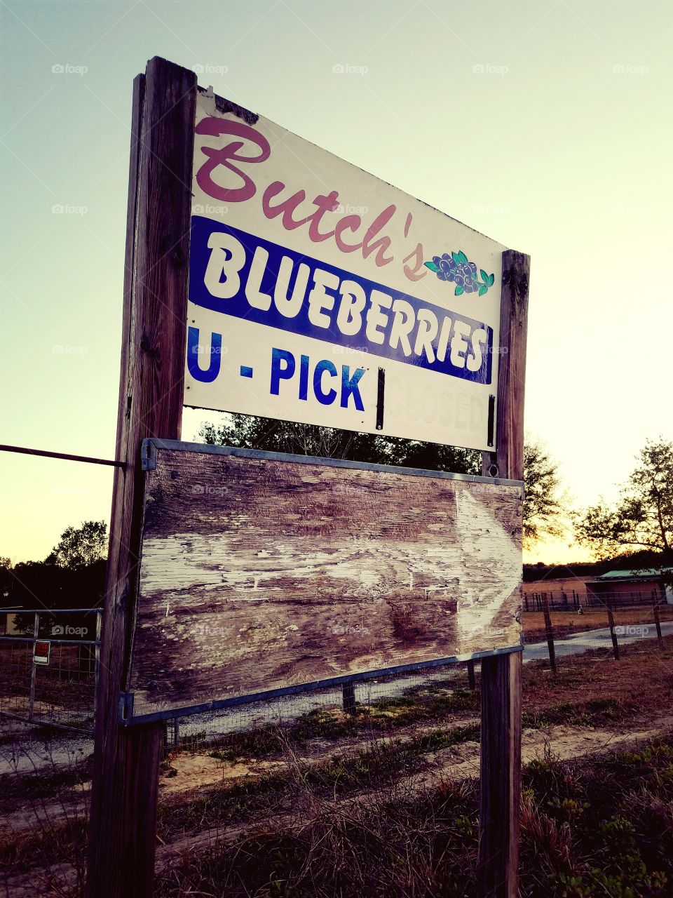 Small town Blueberry Farm