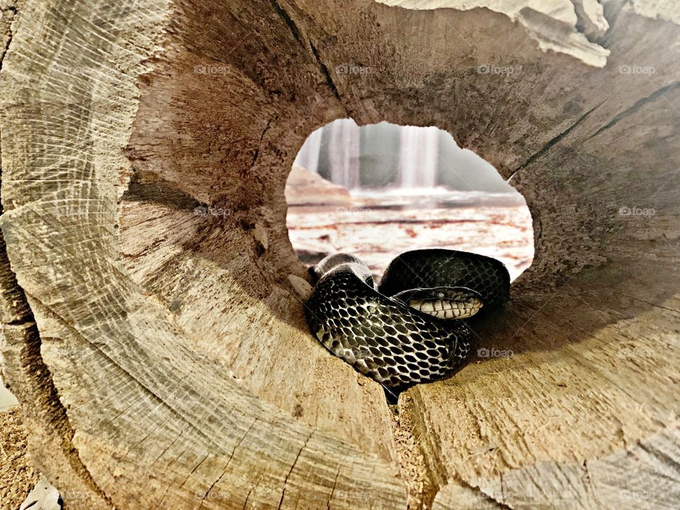 Snake coiled inside a hollow tree - The aim of these photos is to express a concept, in order to bring forth a distinctive visual experience or elicit an emotional response from you