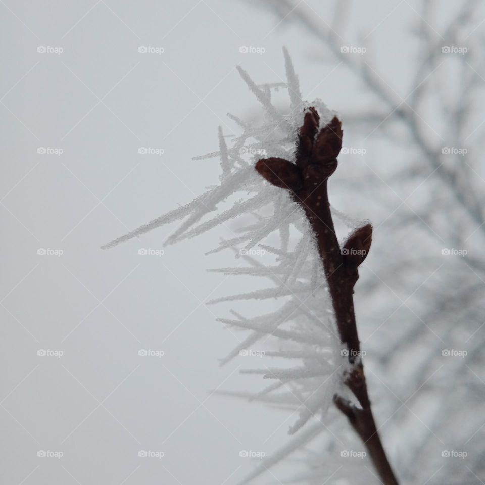 A frozen branch 🥶❄️📷🌨️🤍