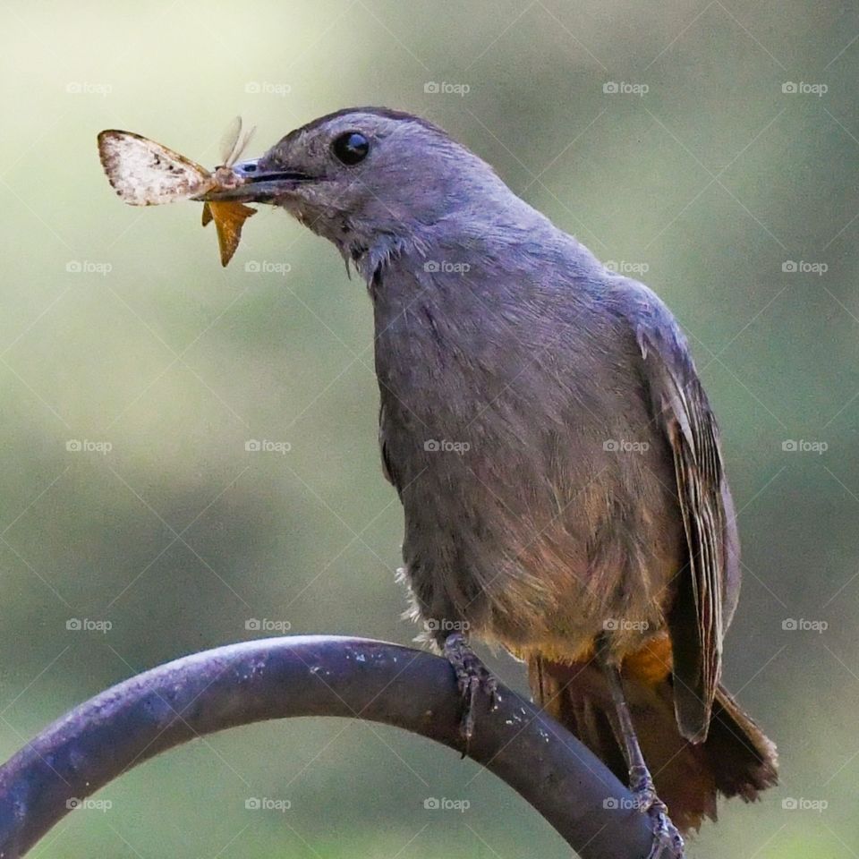 Bird eating a moth