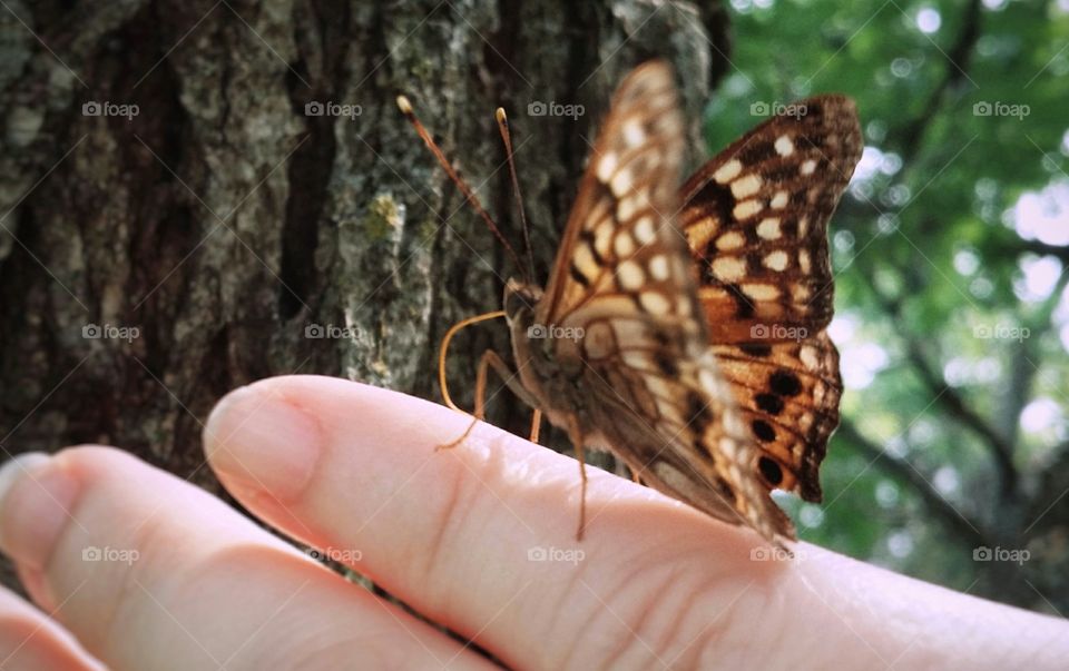 Butterfly on a Hand