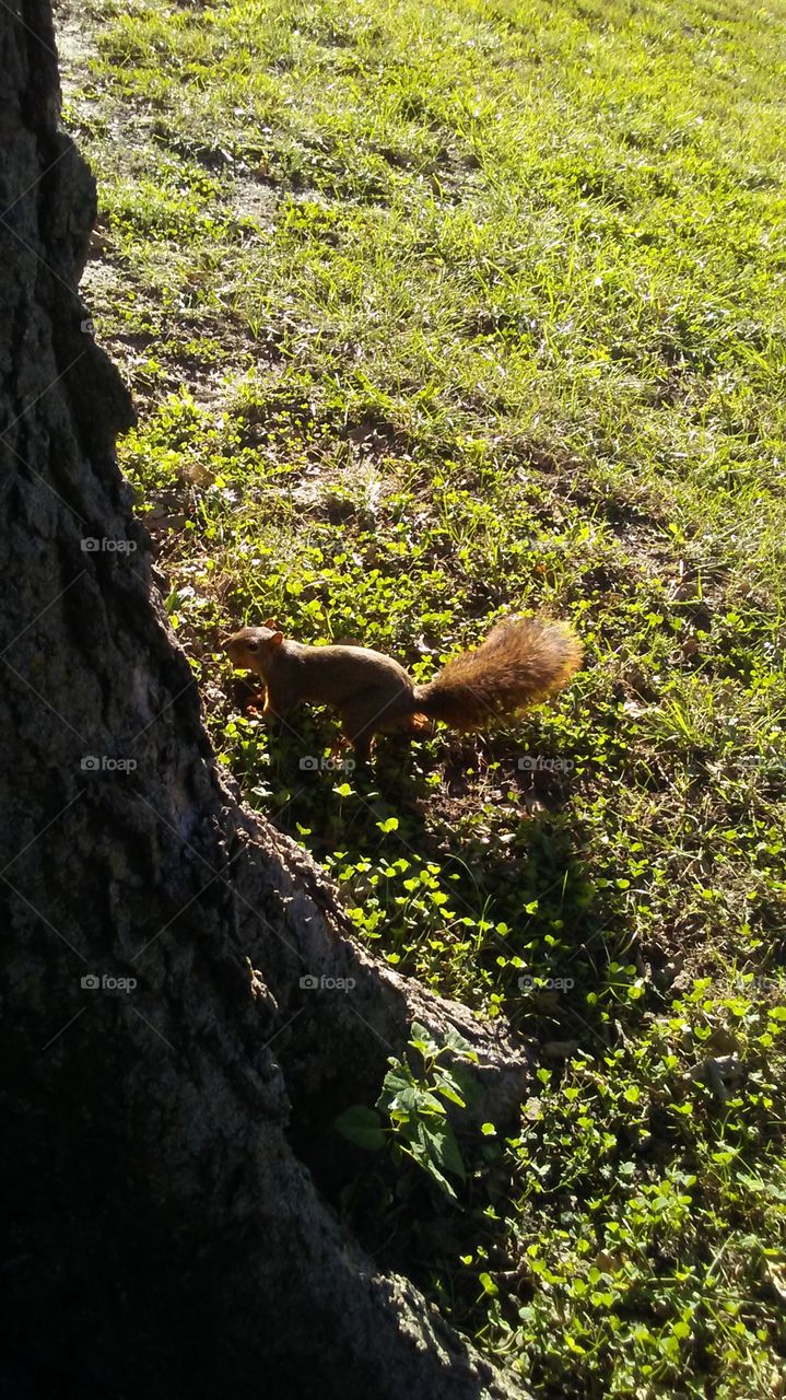 Raw squirrel